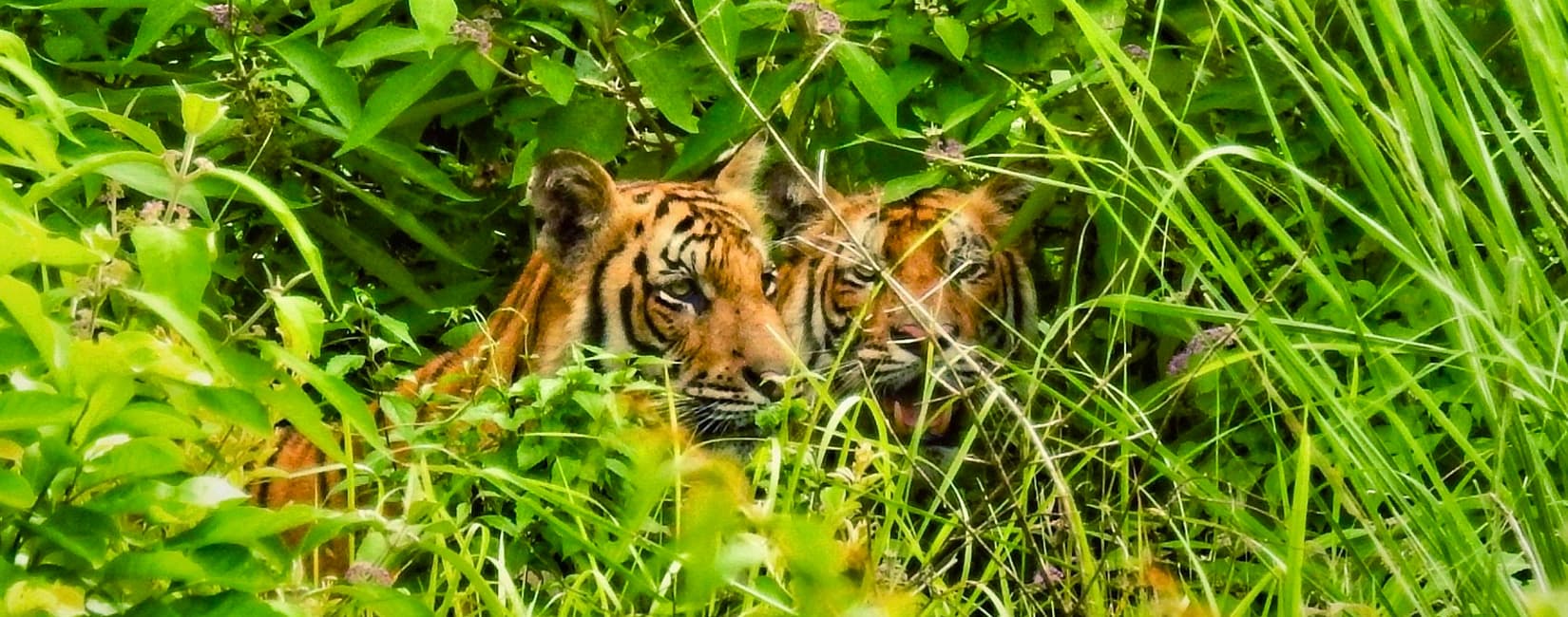 Chitwan National Park Wildlife