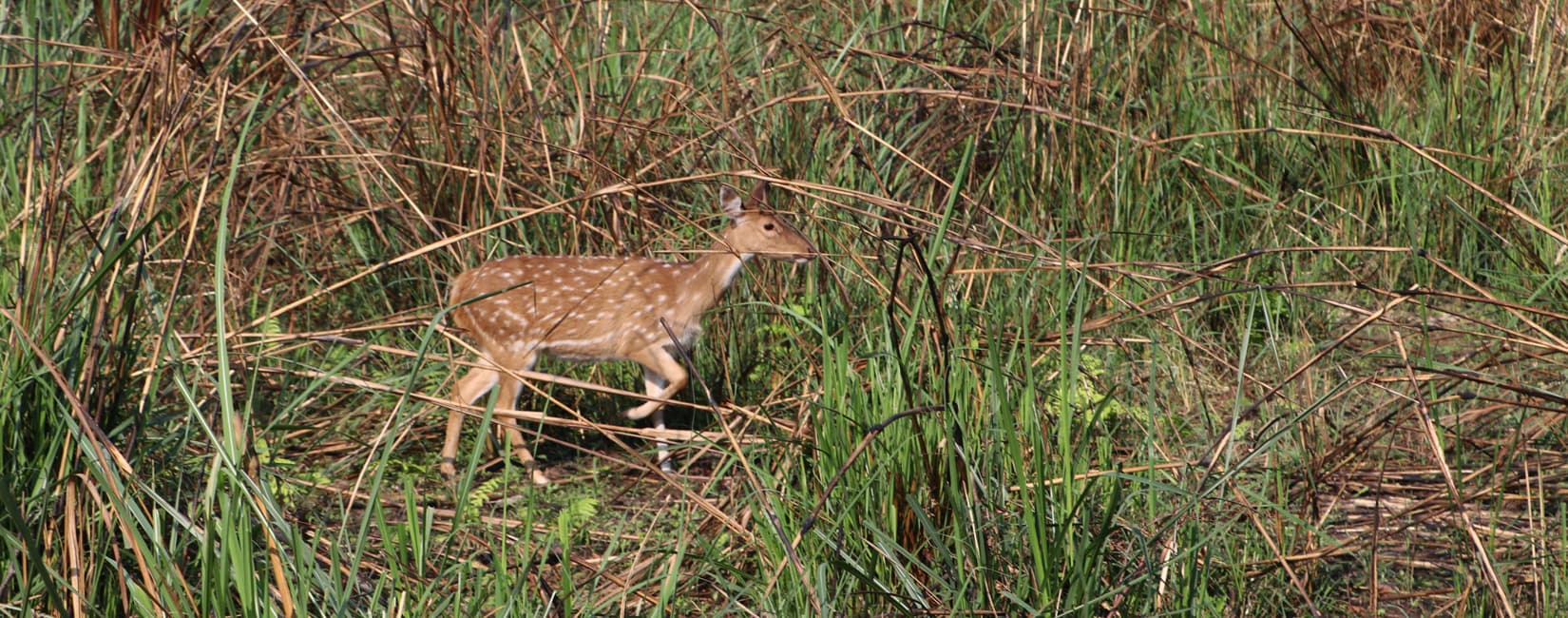 Chitwan Jungle Safari Nepal