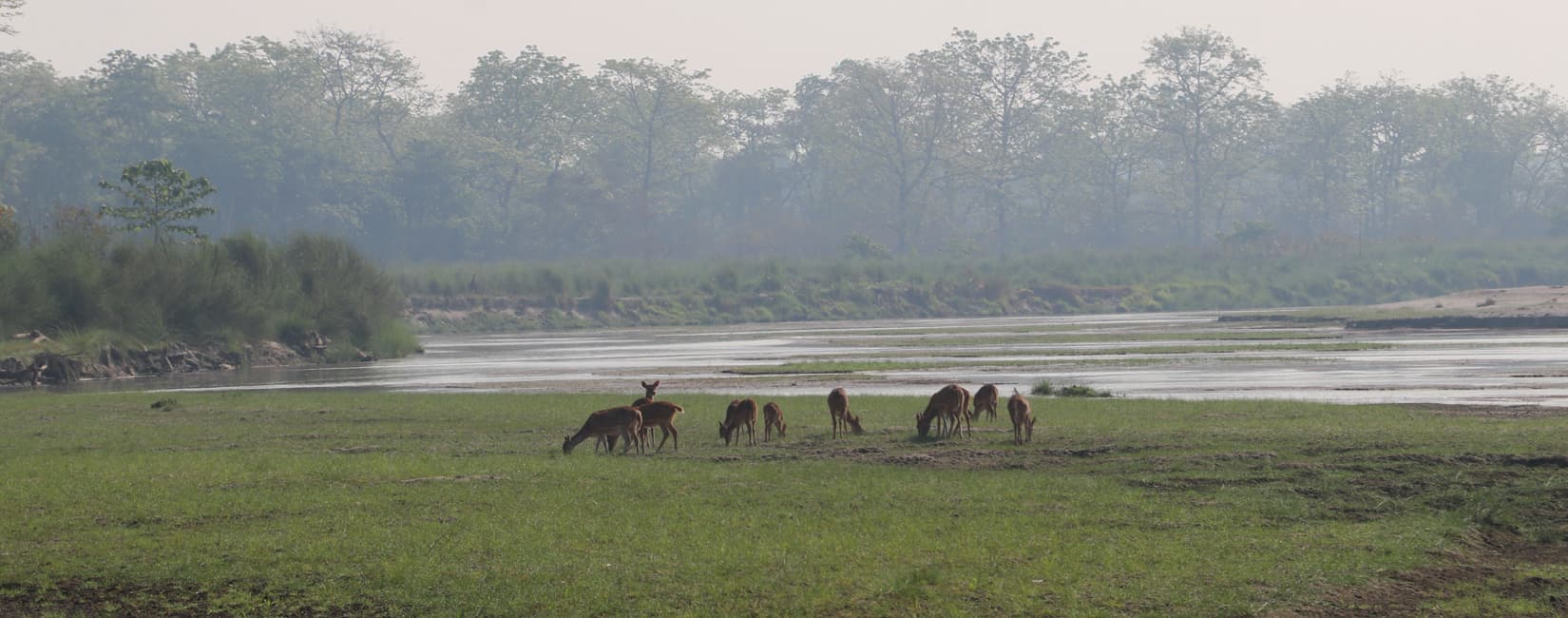 Wildlife Chitwan National Park