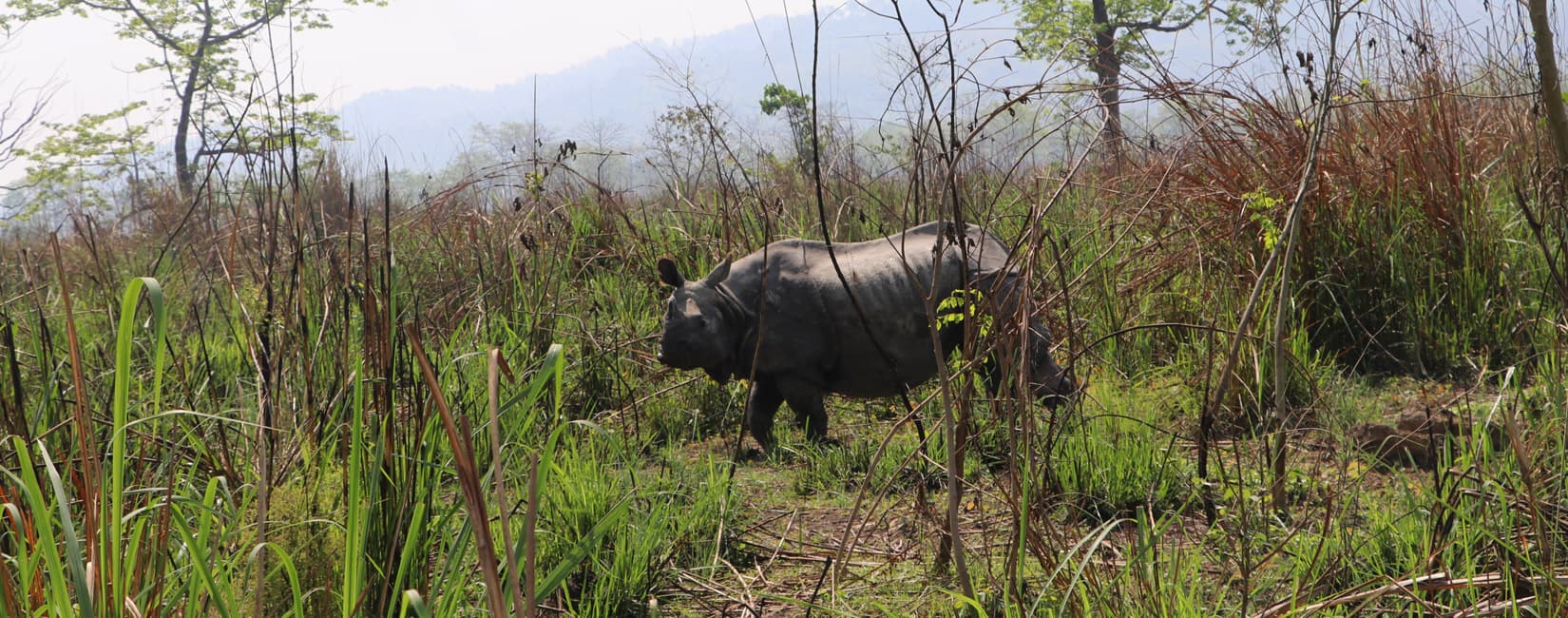 One Horned Rhinocers In Chitwan