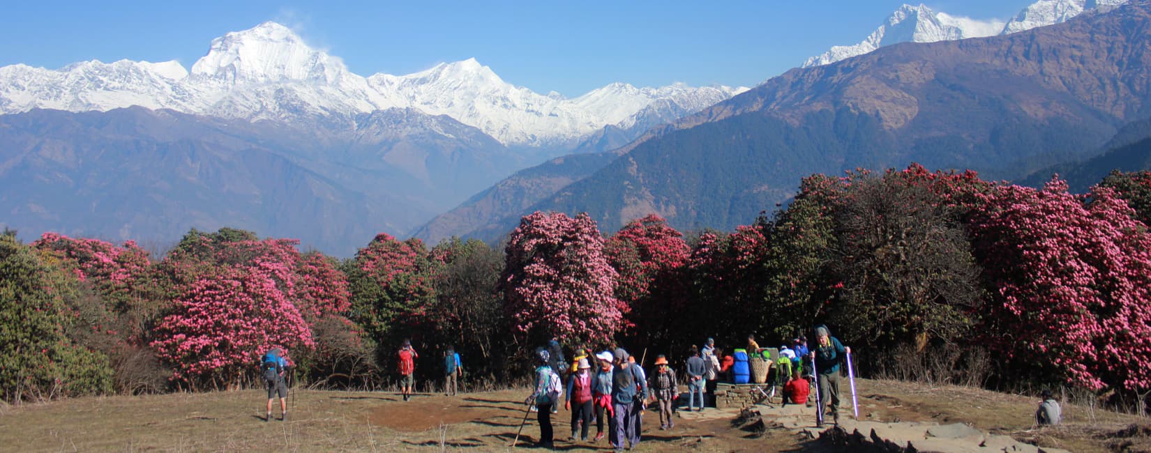 Ghorepani Poon Hill Trek