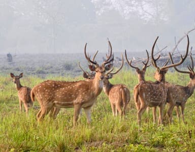Royal Stag in Chitwan