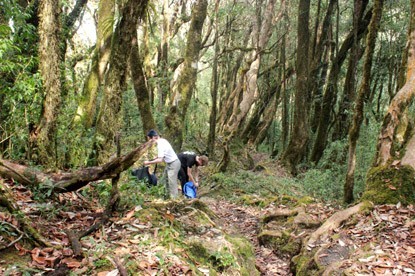 Rhododendrons forest.