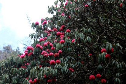 Rhododendrons flower.