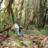 Rhododendrons forest.