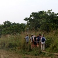 Jungle Safari