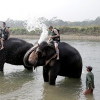 Elephant Safari