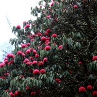 Rhododendrons flower.