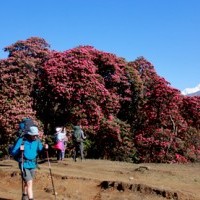 Walking to Rhododendrons flower.